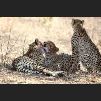 026 Geparden, Cheetahs, South Africa.jpg