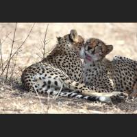 027 Geparden, Cheetahs, South Africa.jpg