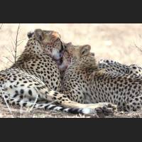 028 Geparden, Cheetahs, South Africa.jpg
