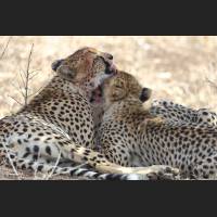 029 Geparden, Cheetahs, South Africa.jpg
