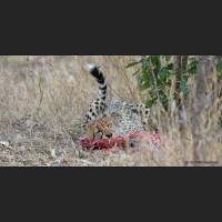 030 Geparden, Cheetahs, South Africa.jpg