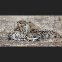 031 Geparden, Cheetahs, South Africa.jpg