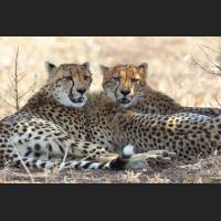 033 Geparden, Cheetahs, South Africa.jpg