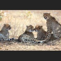 034 Geparden, Cheetahs, South Africa.jpg