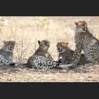 035 Geparden, Cheetahs, South Africa.jpg