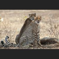 036 Geparden, Cheetahs, South Africa.jpg