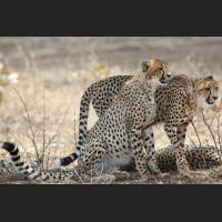 037 Geparden, Cheetahs, South Africa.jpg