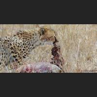 038 Geparden, Cheetahs, South Africa.jpg