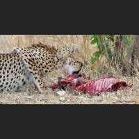 039 Geparden, Cheetahs, South Africa.jpg