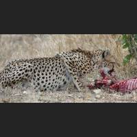 040 Geparden, Cheetahs, South Africa.jpg