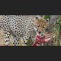 041 Geparden, Cheetahs, South Africa.jpg