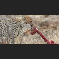 043 Geparden, Cheetahs, South Africa.jpg