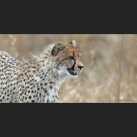 044 Geparden, Cheetahs, South Africa.jpg