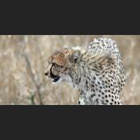 045 Geparden, Cheetahs, South Africa.jpg