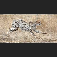 046 Geparden, Cheetahs, South Africa.jpg