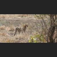 047 Geparden, Cheetahs, South Africa.jpg