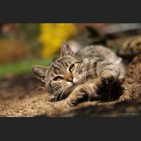 Hauskatze, Cat 02.jpg