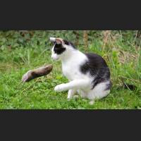 Hauskatze, Cat 03.jpg