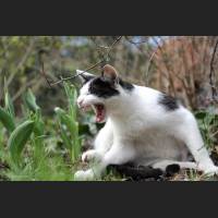 Hauskatze, Cat 04.jpg