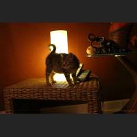 Hauskatze, Cat 06.jpg