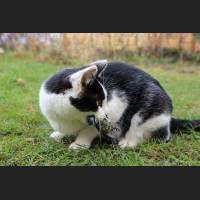 Hauskatze, Cat 07.jpg