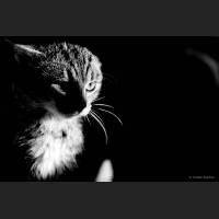 Hauskatze, Cat 09.jpg