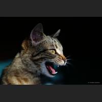 Hauskatze, Cat 12.jpg