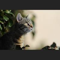 Hauskatze, Cat 13.jpg