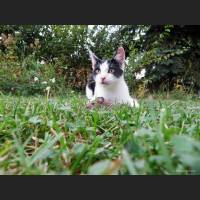 Hauskatze, Cat 16.jpg