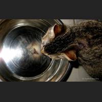Hauskatze, Cat 17.jpg