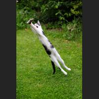 Hauskatze, Cat 18.jpg