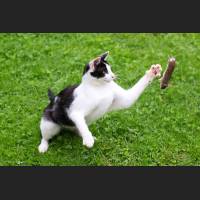 Hauskatze, Cat 20.jpg