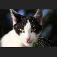 Hauskatze, Cat 21.jpg
