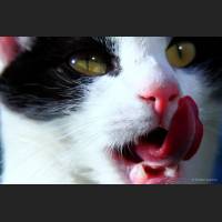 Hauskatze, Cat 22.jpg