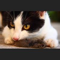 Hauskatze, Cat 23.jpg