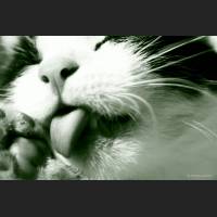 Hauskatze, Cat 24.jpg