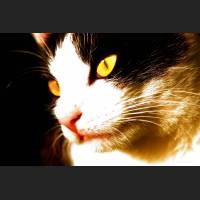 Hauskatze, Cat 25.jpg