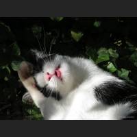Hauskatze, Cat 26.jpg