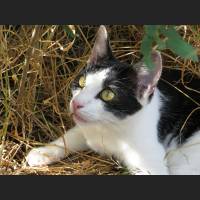 Hauskatze, Cat 27.jpg