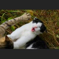 Hauskatze, Cat 28.jpg