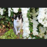 Hauskatze, Cat 29.jpg