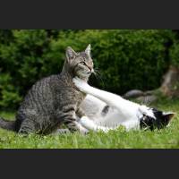 Hauskatze, Cat 31.jpg
