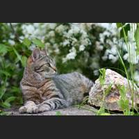 Hauskatze, Cat 32.jpg