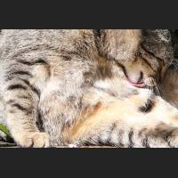 Hauskatze, Cat 33.jpg