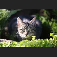 Hauskatze, Cat 34.jpg