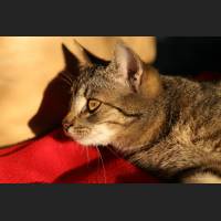 Hauskatze, Cat 35.jpg