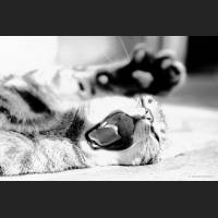 Hauskatze, Cat 36.jpg