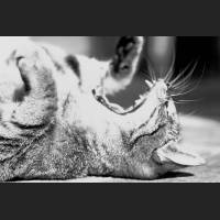 Hauskatze, Cat 37.jpg