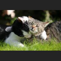 Hauskatze, Cat 38.jpg