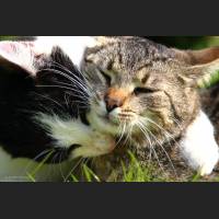 Hauskatze, Cat 39.jpg